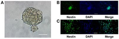 Magnesium Elevation Promotes Neuronal Differentiation While Suppressing Glial Differentiation of Primary Cultured Adult Mouse Neural Progenitor Cells through ERK/CREB Activation